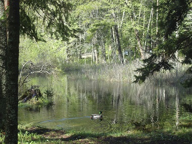 brown tract pond