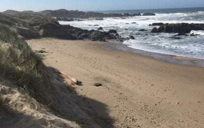 Campground Review: Santa Cruz North/Costanoa KOA near Pescadero, CA