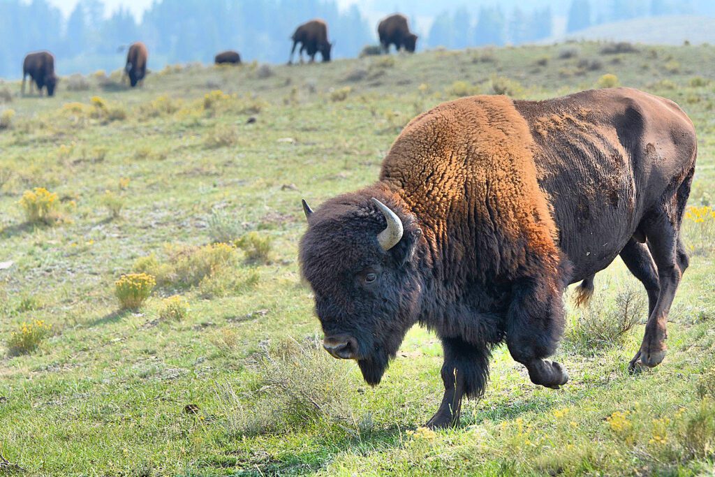 Bison