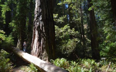 California Redwoods, RVing with Teenagers, RV Covers: Yes or No?